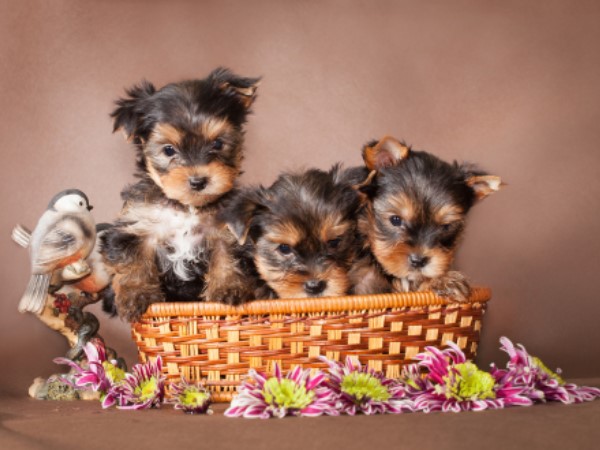 clearwater, kennels, cushing, mn, minnesota, yorkshire, yorkie, pups